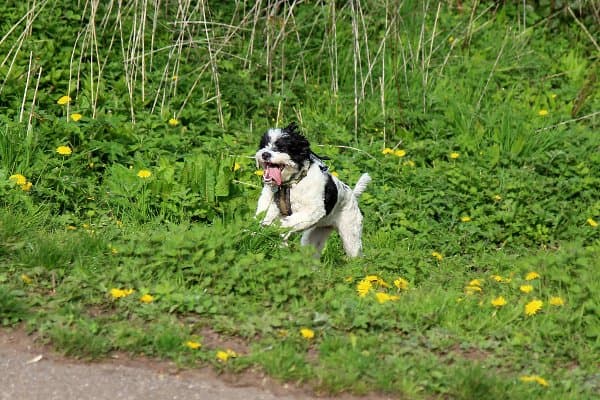 Gem running around